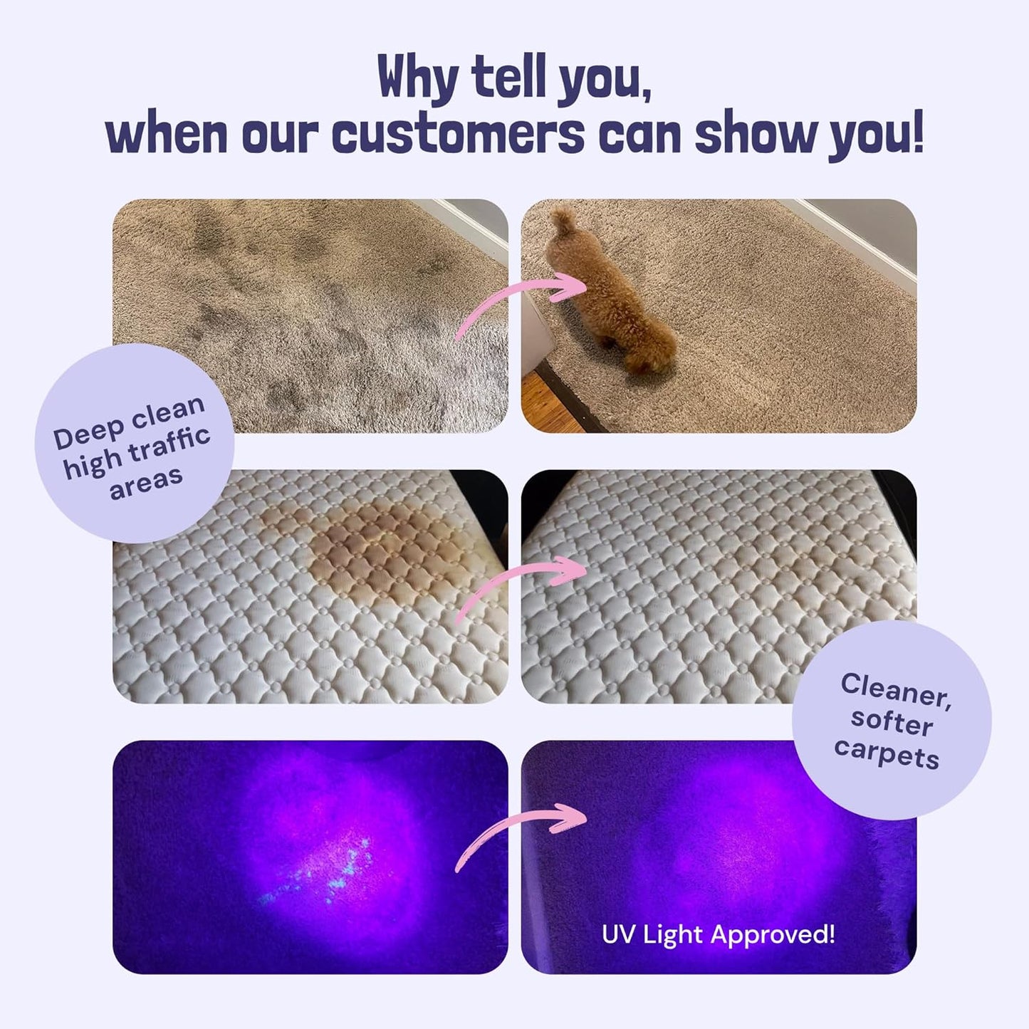 Sunny & Honey Carpet Cleaner Solution - 32 Fl Oz, Light Lavender - Deep Stain Remover & Odor Deodorizer - Pet Carpet Cleaner & Rug Shampoo